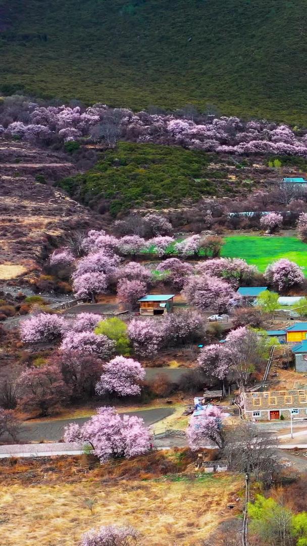 美丽的林芝波密桃花沟藏族村庄素材视频的预览图