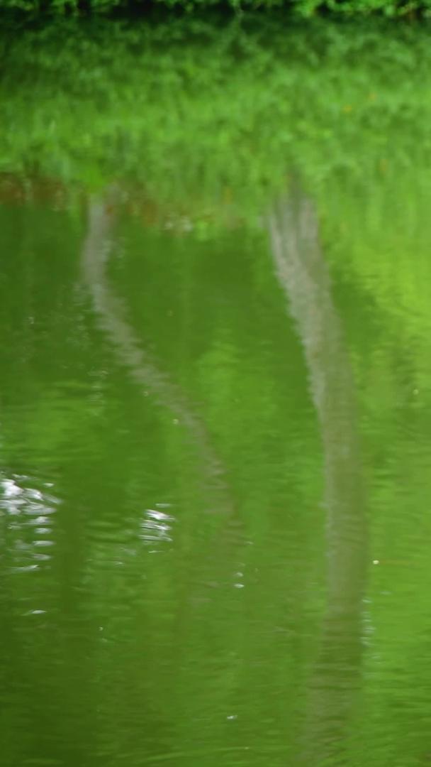 松树垂在水面上视频的预览图