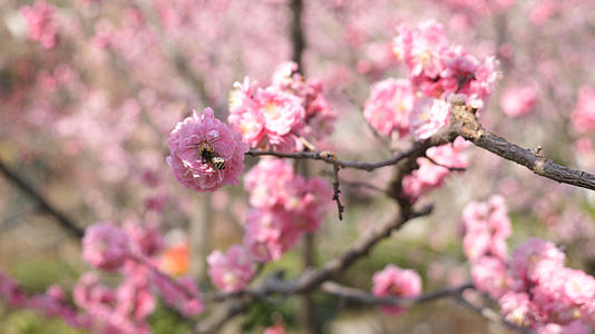 4K青岛中山公园蜜蜂缠绕樱花秀视频的预览图