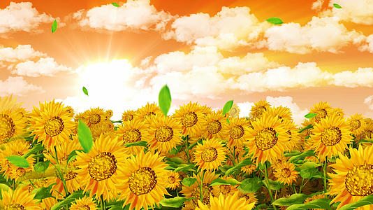 4K唯美的春天向日葵背景素材视频的预览图
