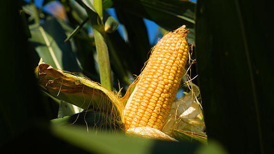 4K农业地里待成熟的玉米视频的预览图