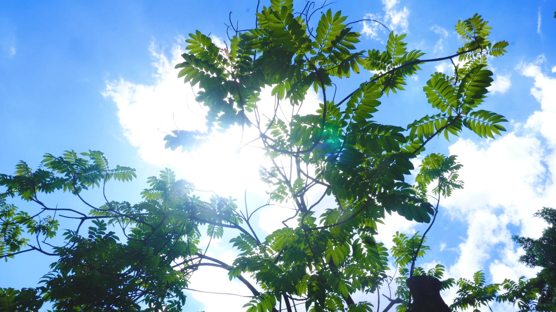 蓝天阳光透射绿色树叶视频的预览图