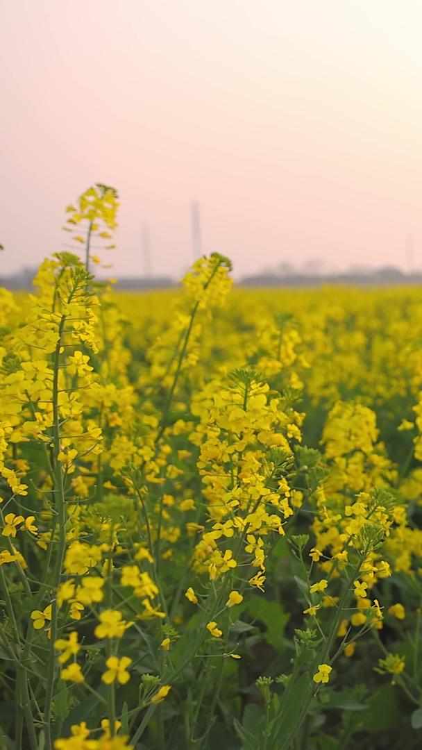 油菜花地视频的预览图