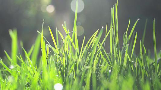 美丽清新晨光中的草地空镜实拍视频的预览图