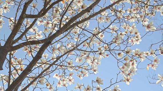 春暖花开的白玉兰花在蓝天下绽放视频的预览图