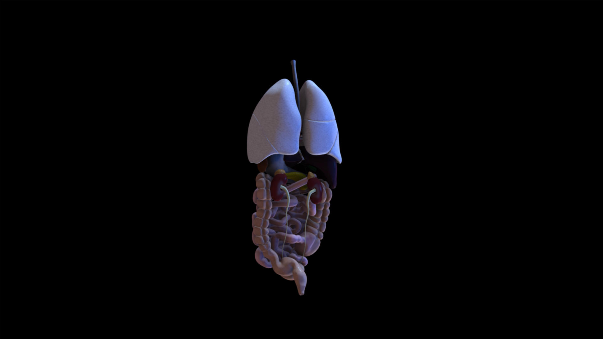 4K内脏解剖动画元素带透明度视频的预览图