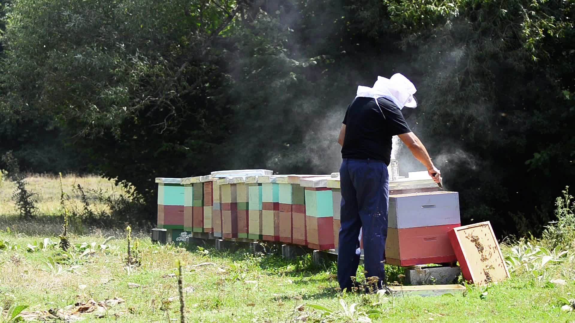 养蜂人用蜜蜂刀打开蜂窝视频的预览图