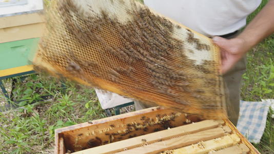 养蜂人在蜂箱附近有一个框架视频的预览图