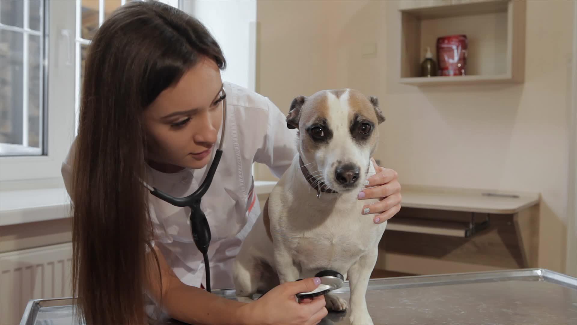 女兽医用听诊器检查狗视频的预览图