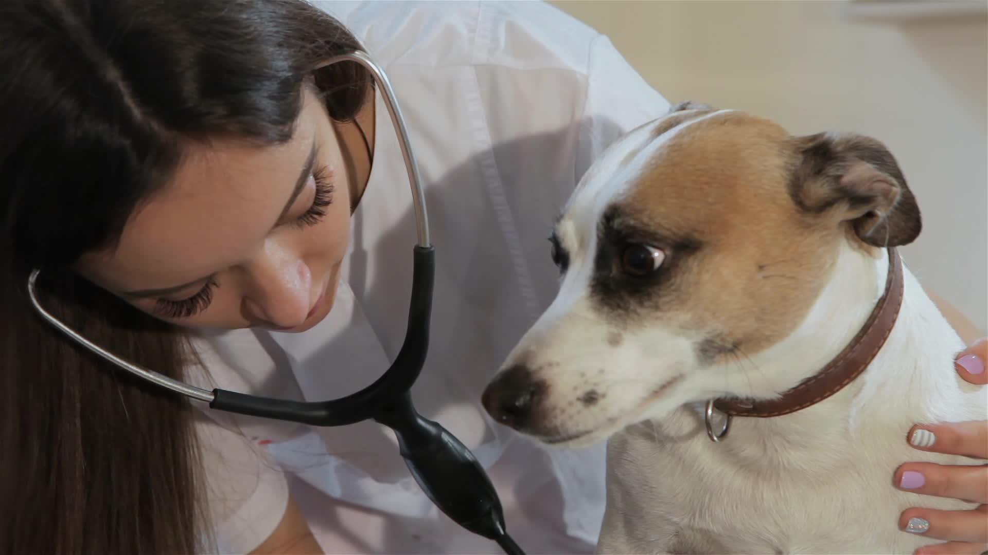 女兽医检查狗的呼吸口腔视频的预览图