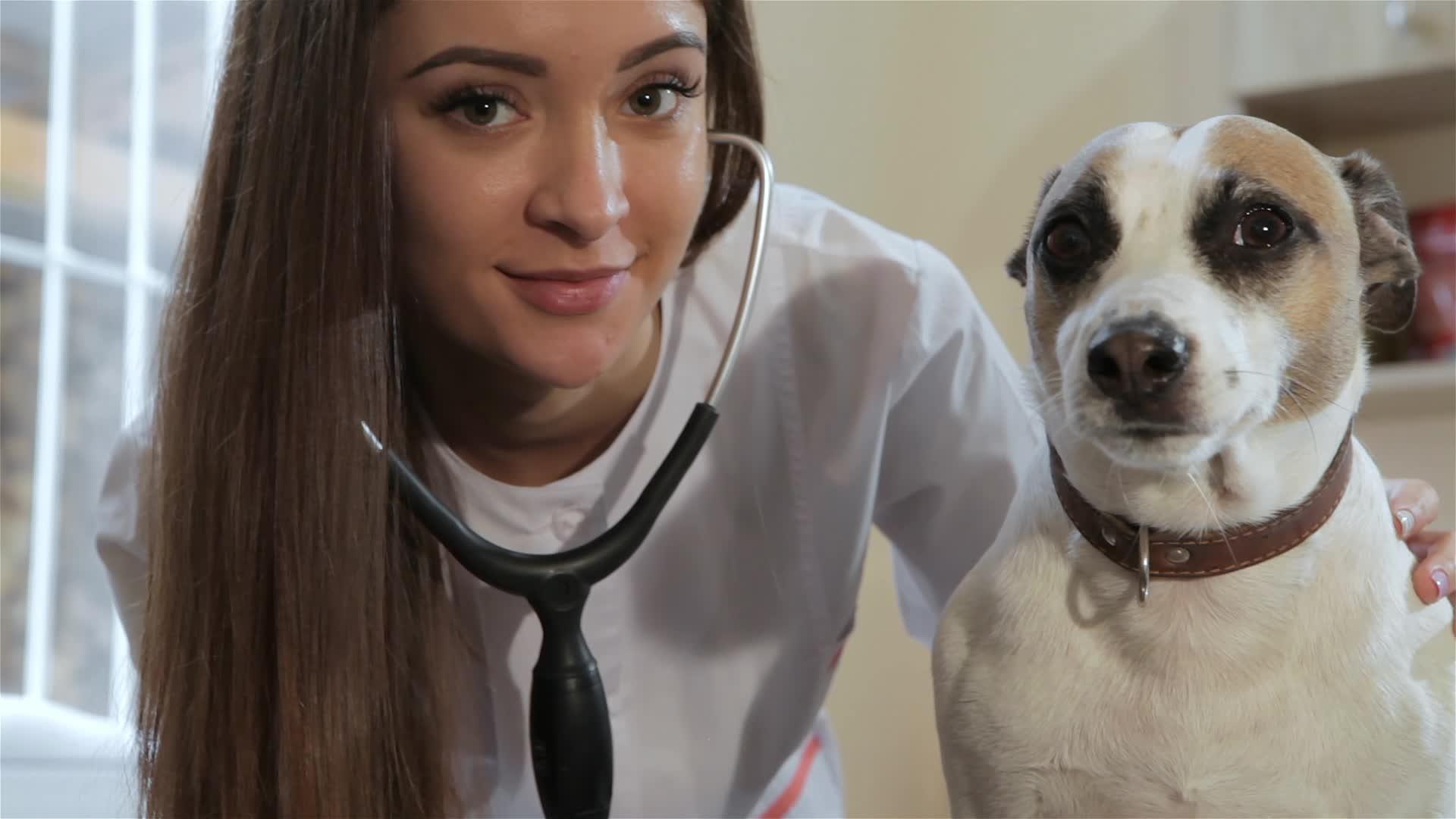 女兽医和小狗的视频视频的预览图