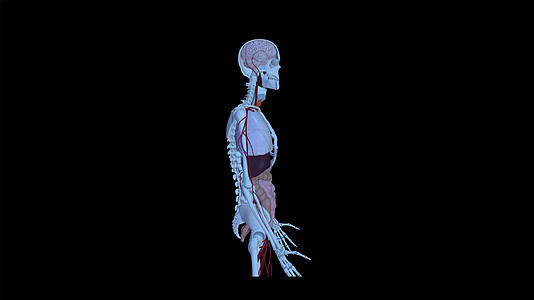 4K人体解剖三维立体元素带透明度视频的预览图