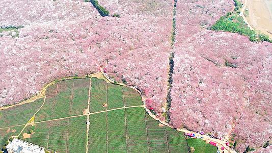 4K大气航拍俯瞰贵州平坝樱花园花海视频的预览图