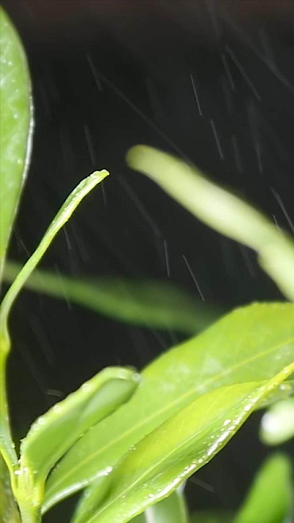 春雨绵绵下的茶叶视频的预览图