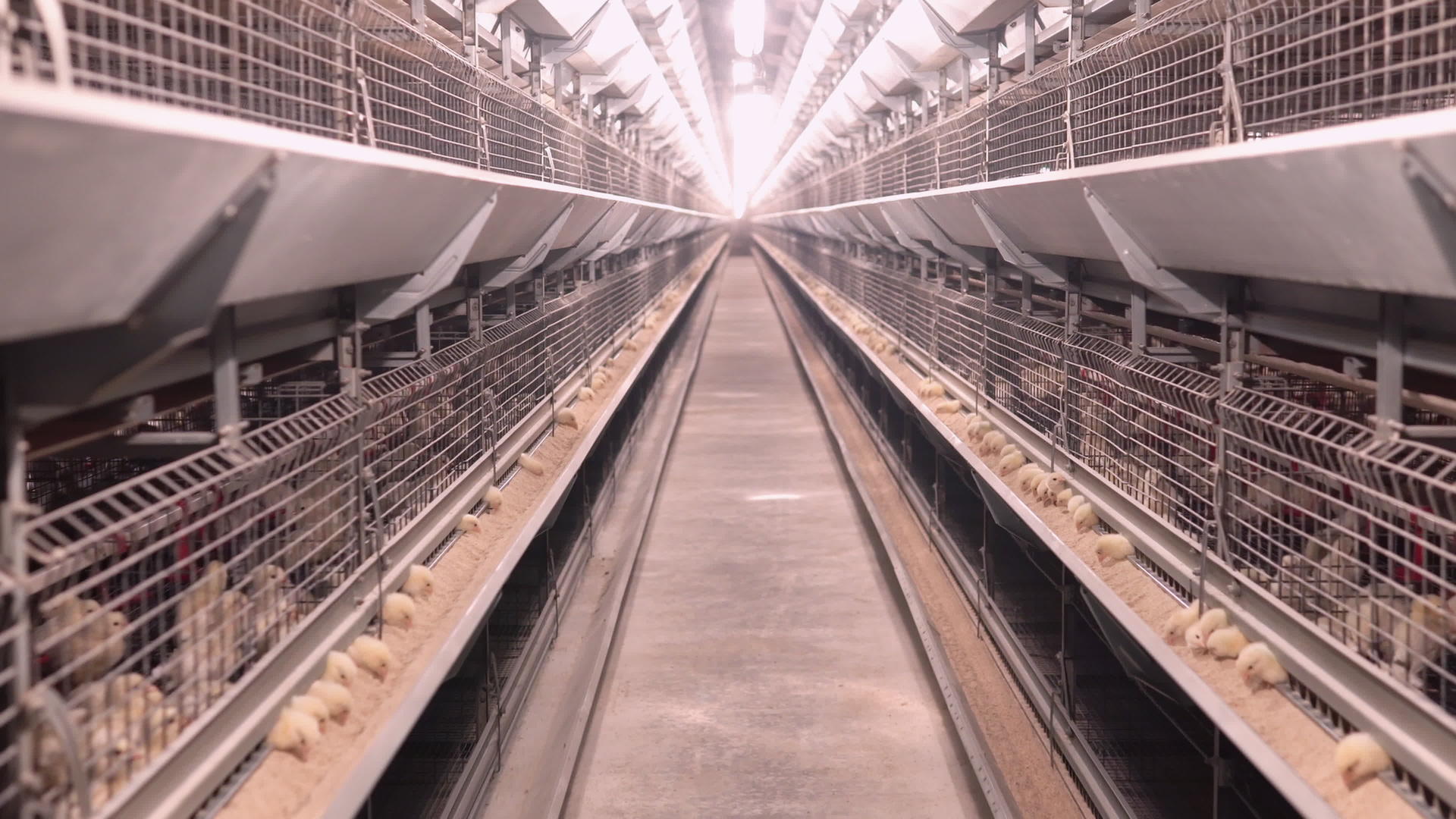 家禽养鸡业视频的预览图