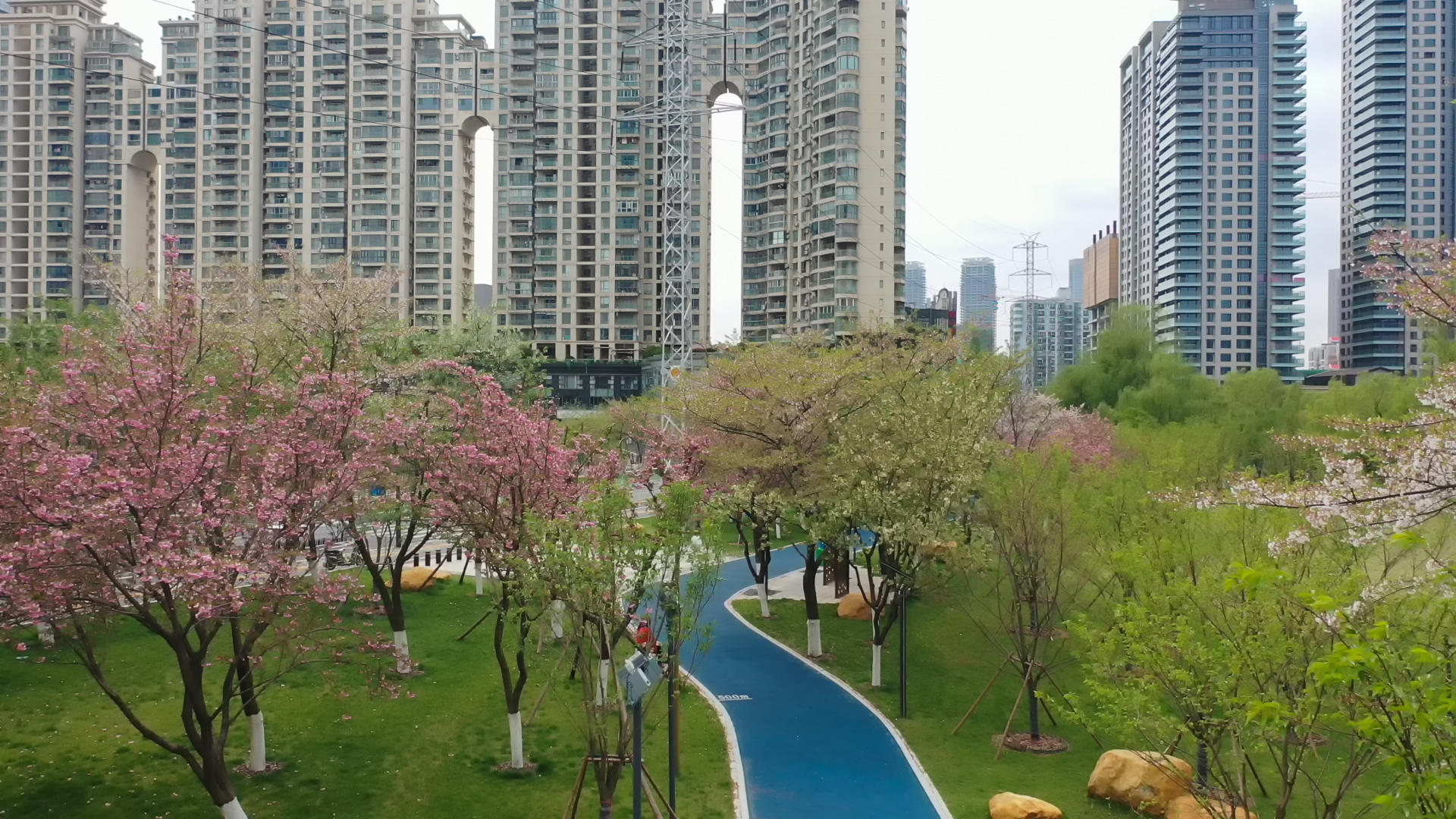 航拍武汉春天樱花树绿道视频的预览图