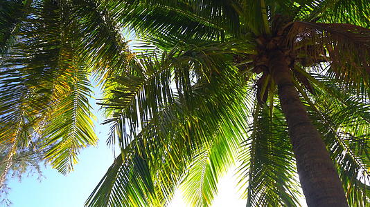 天空中的棕榈叶视频的预览图
