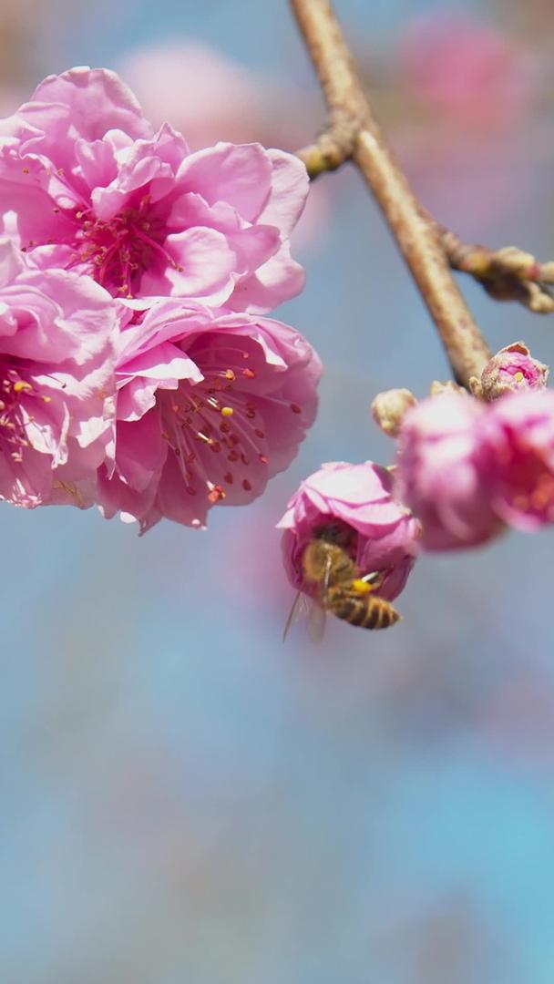 实拍春天蜜蜂在花上采蜜视频素材视频的预览图