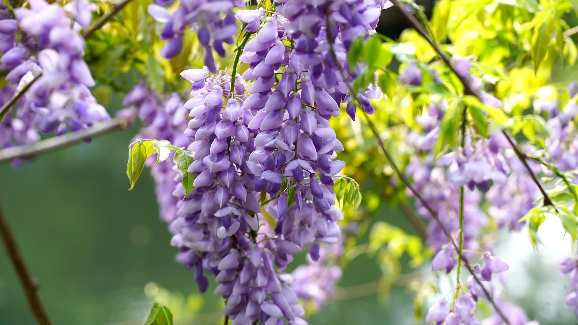 园林里盛开的紫藤花视频的预览图