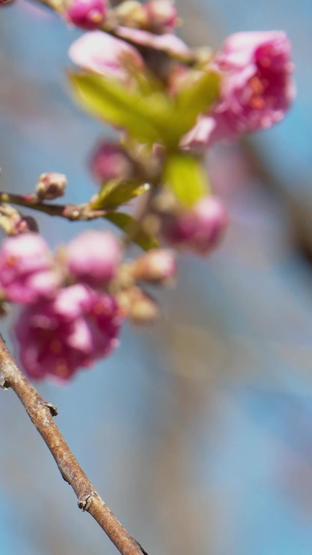 实拍春天蜜蜂在花上采蜜视频素材视频的预览图