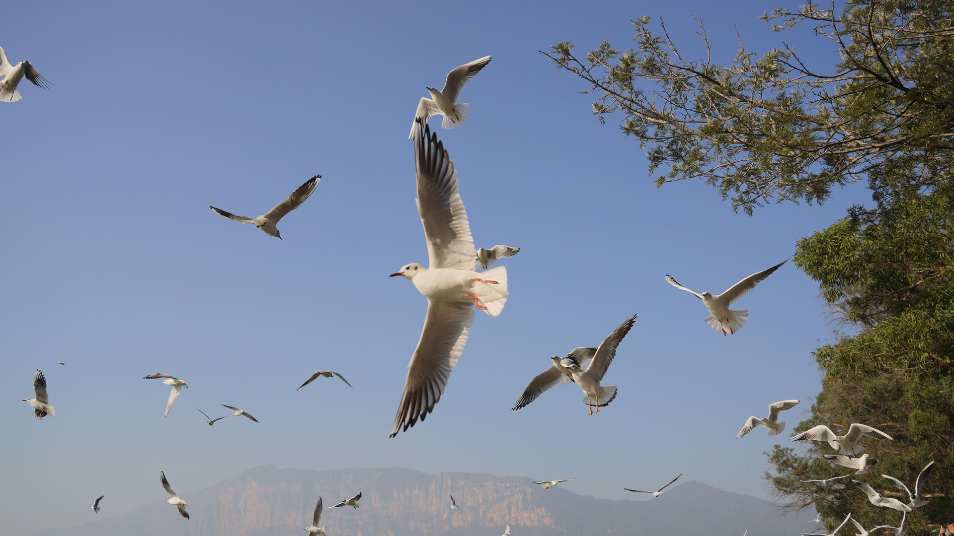 云南大理洱海边成群结队盘旋飞翔的海鸥4k素材视频的预览图
