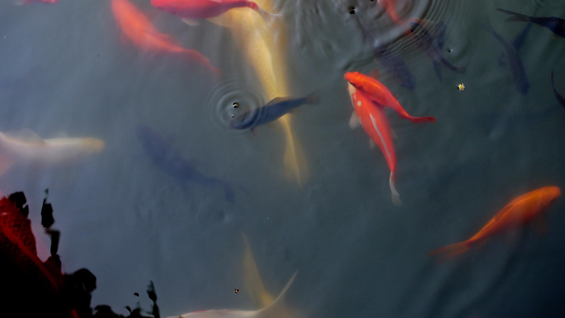 池塘里的红鲤鱼视频的预览图