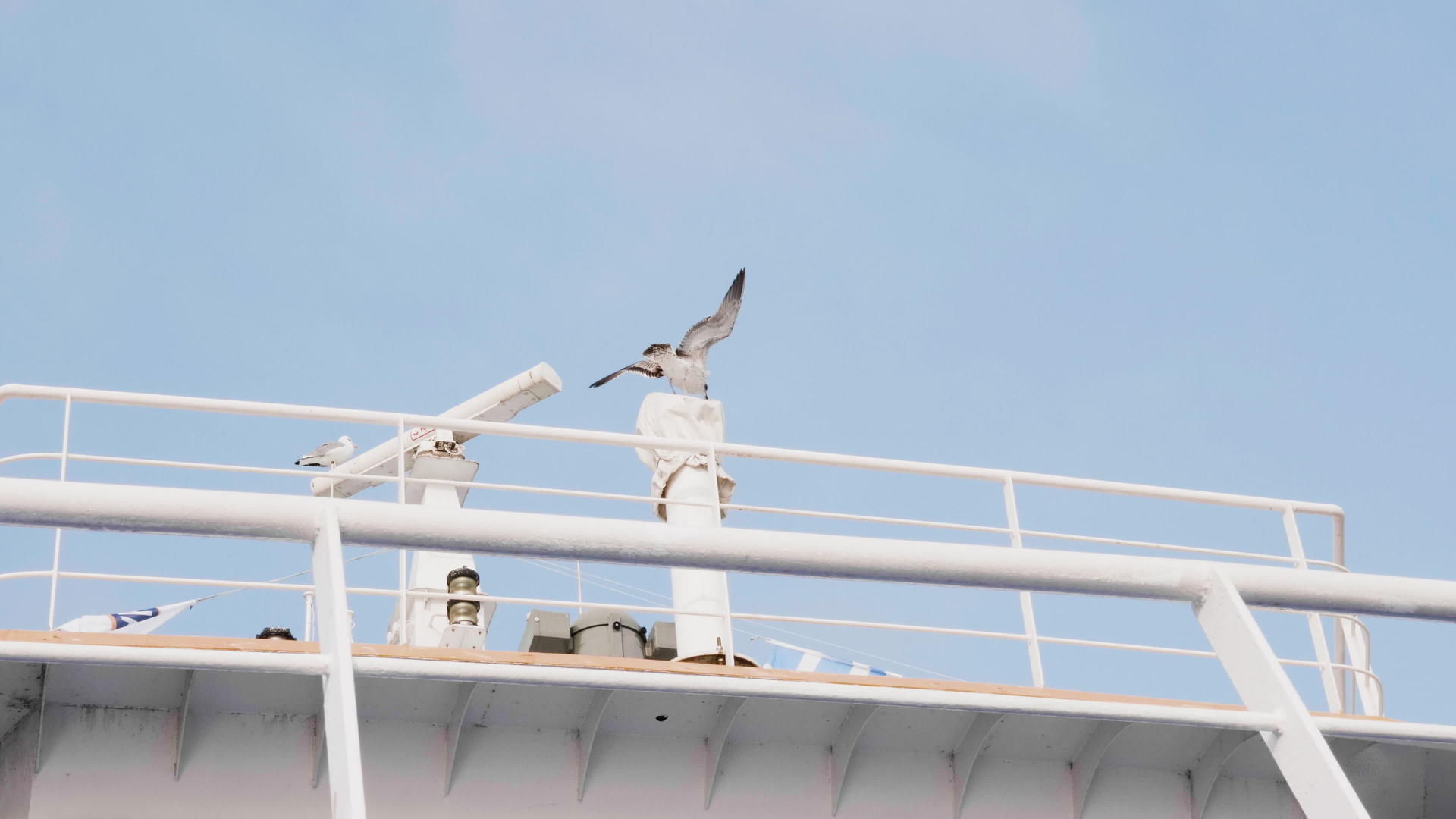 海鸥在渡船上方有开阔的翅膀视频的预览图