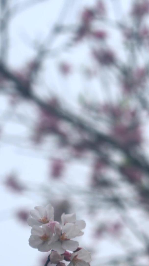 春季樱花季来了樱花盛开美丽的视频素材视频的预览图