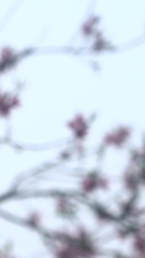 春季樱花季来了樱花盛开美丽的视频素材视频的预览图