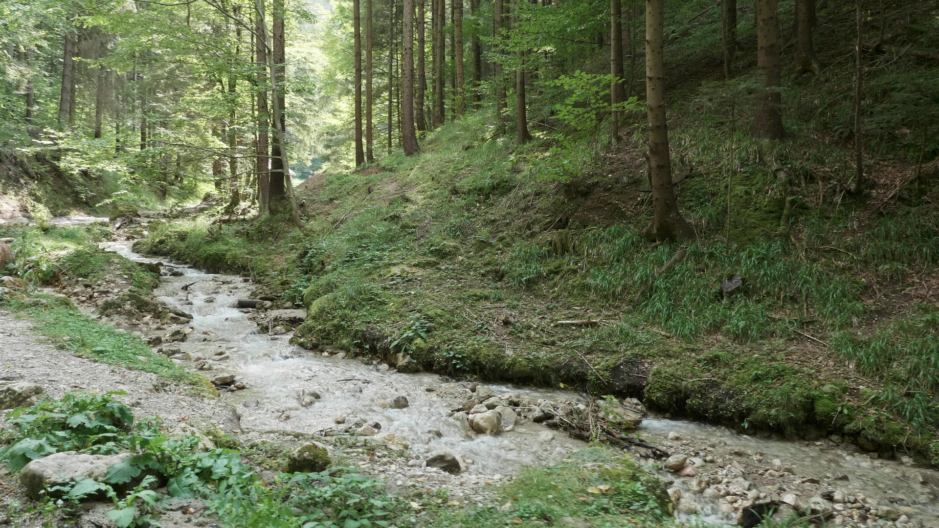 山中的浅河和绿树视频的预览图