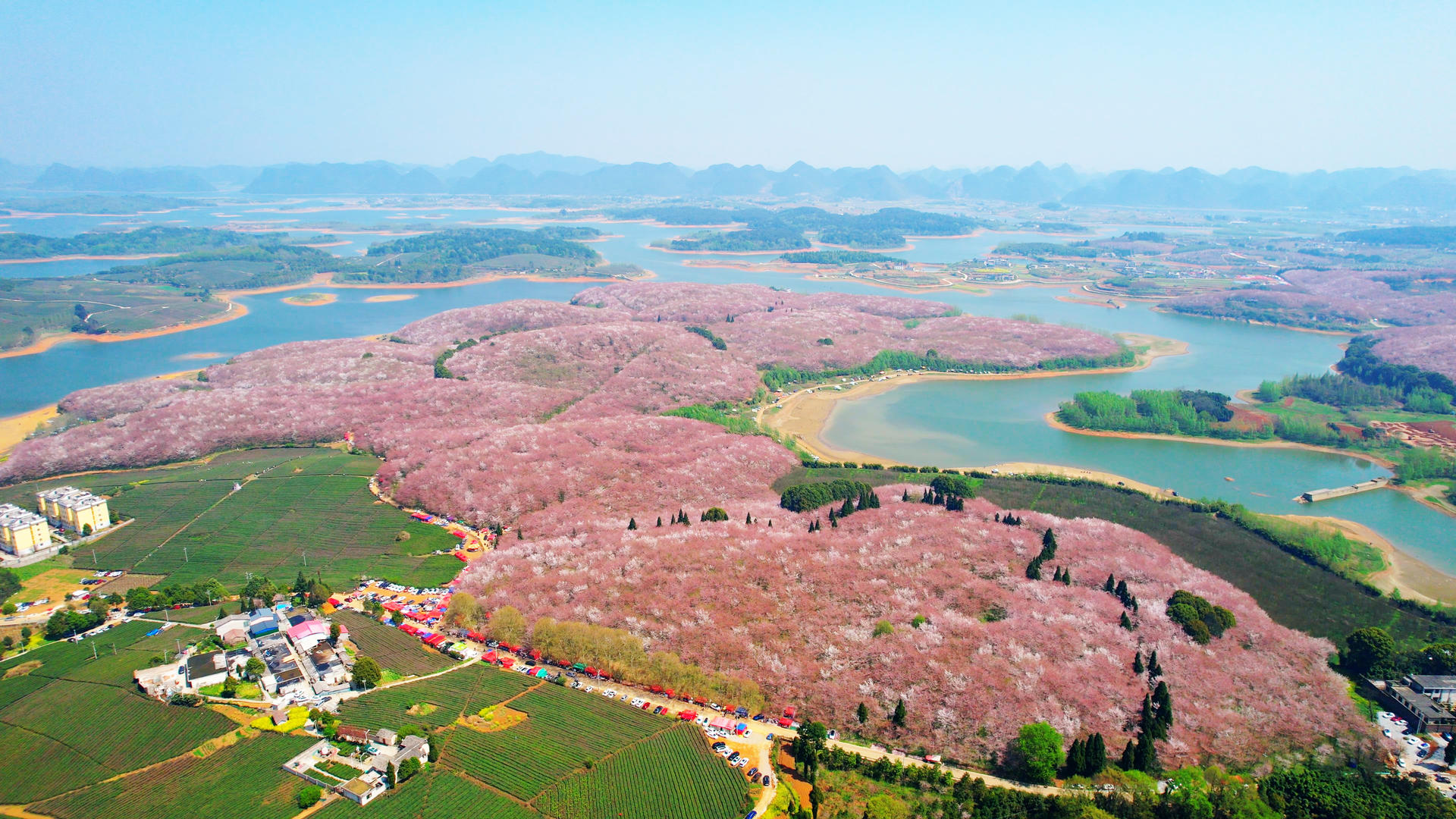 4K航拍唯美俯瞰贵州平坝樱花园视频的预览图