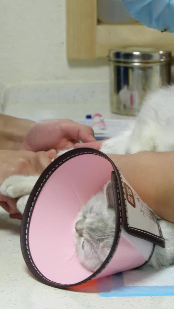 猫咪治疗喵咪治疗看病检查抽血取样检查视频的预览图