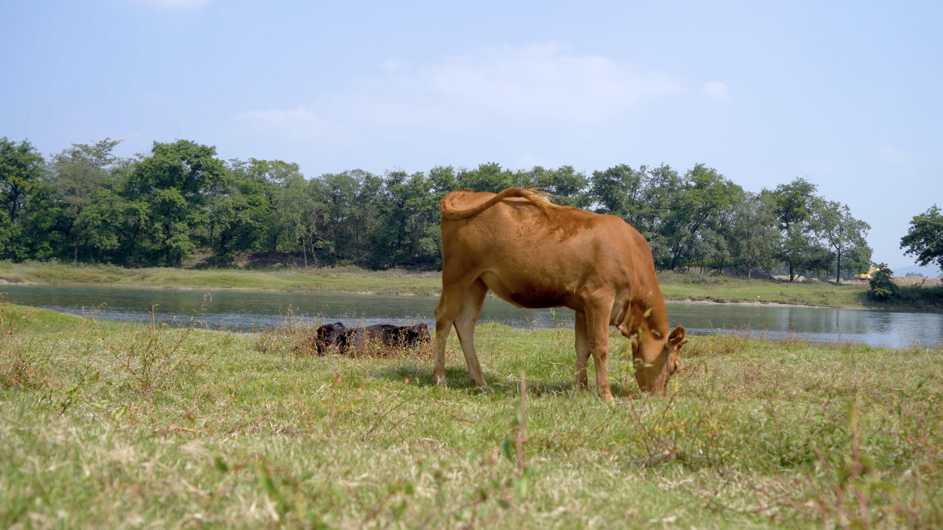 在江边吃草的牛群视频的预览图