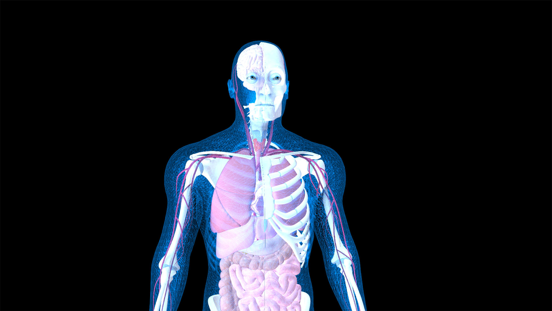4K医学人体动画元素带透明度视频的预览图