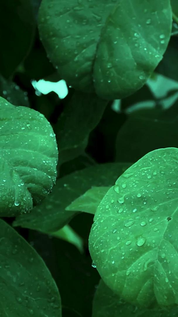雨中绿叶视频的预览图