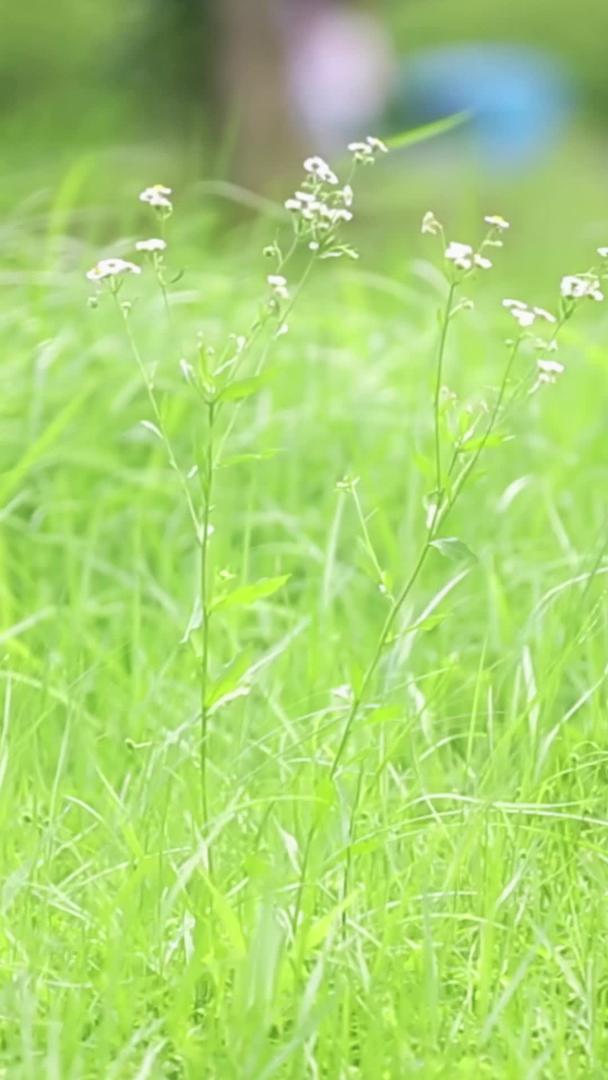 绿意盎然的自然草原野花随风飘动视频的预览图