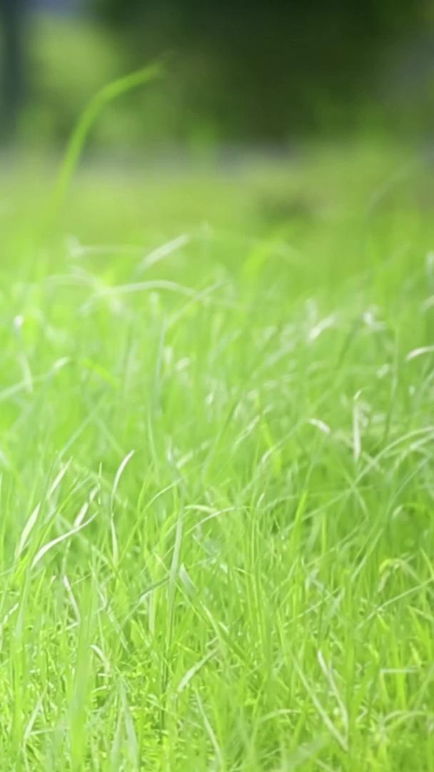 绿意盎然的自然草原野花随风飘动视频的预览图