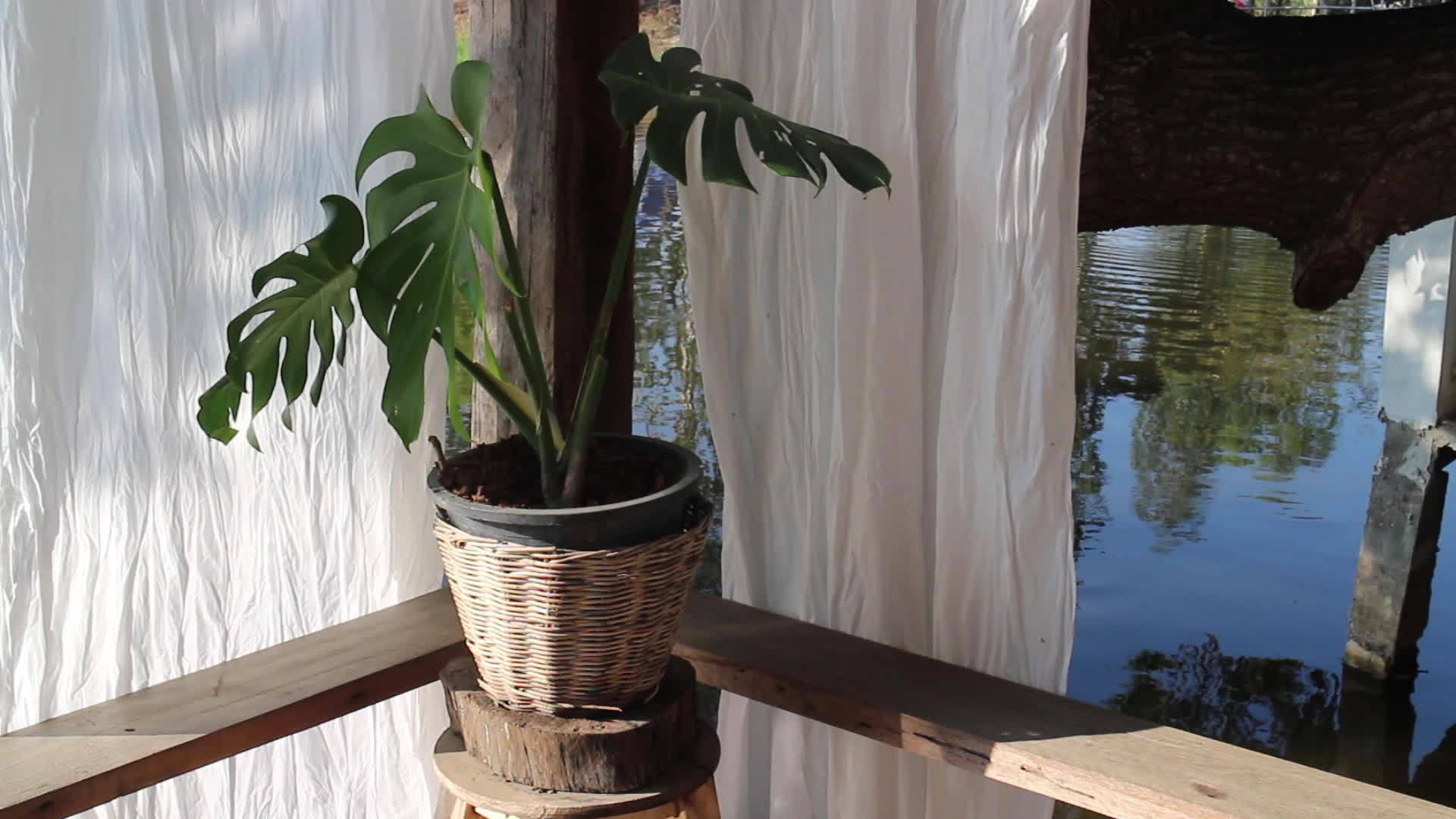 咖啡馆小景咖啡馆周围的植物视频的预览图