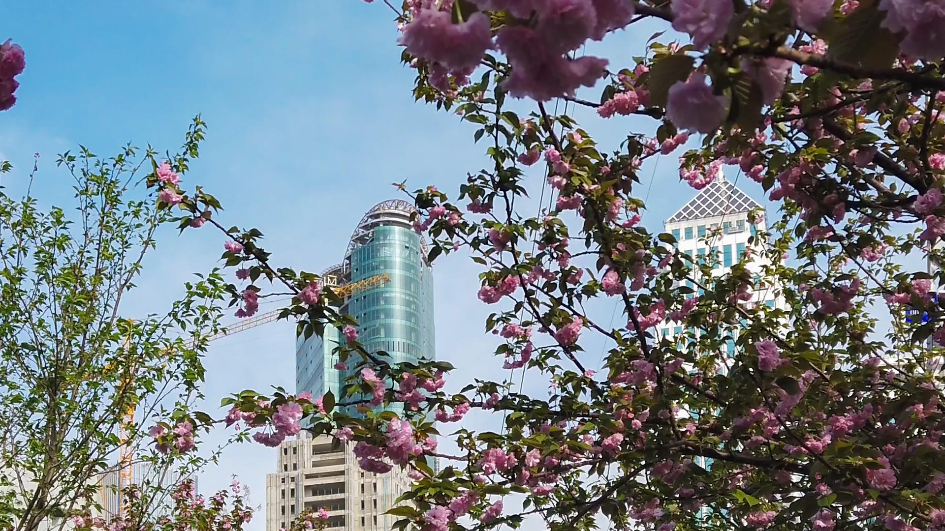 升格慢镜头城市中心公园樱花绿道视频的预览图