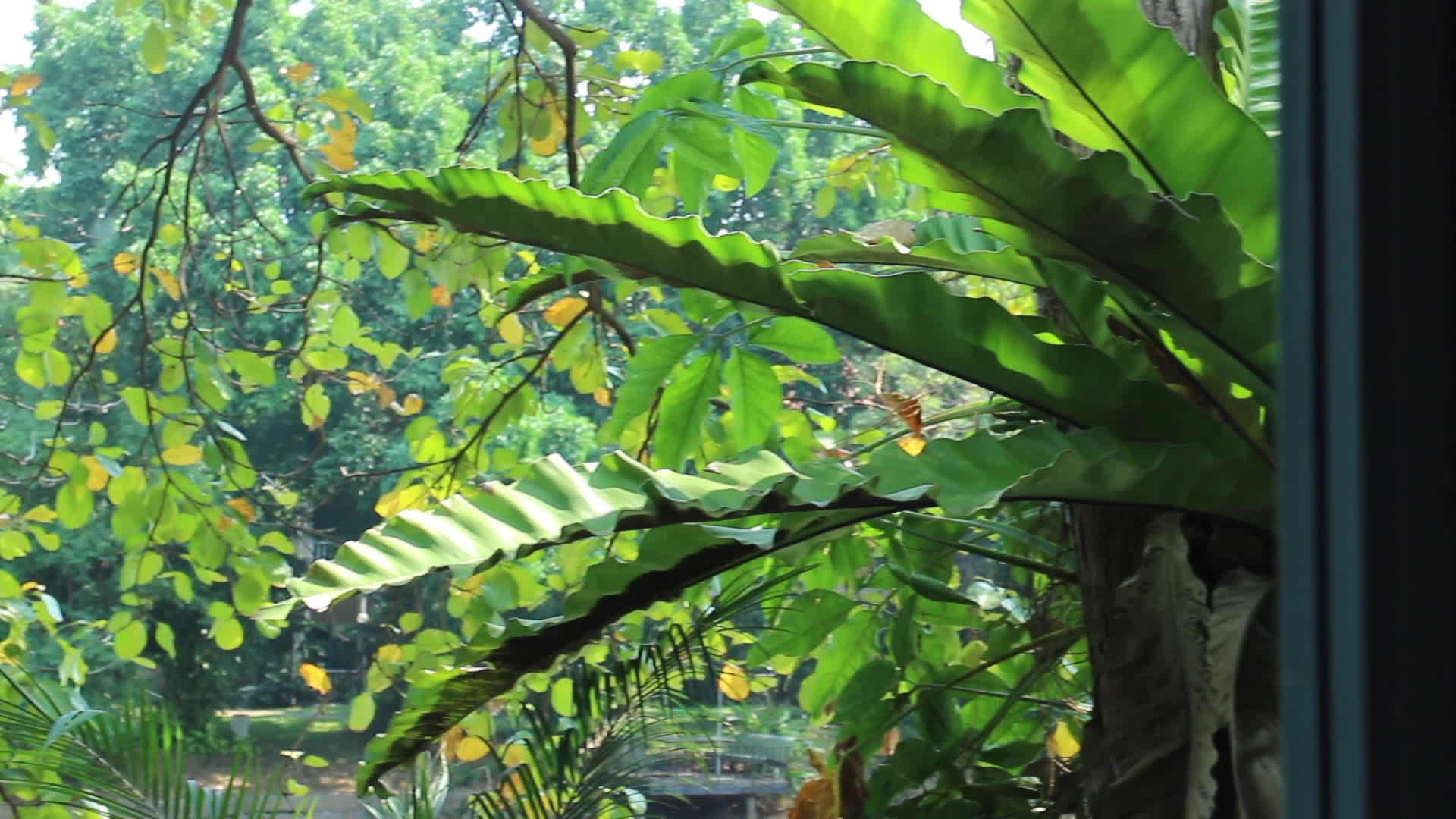 咖啡馆周围的植物视频的预览图