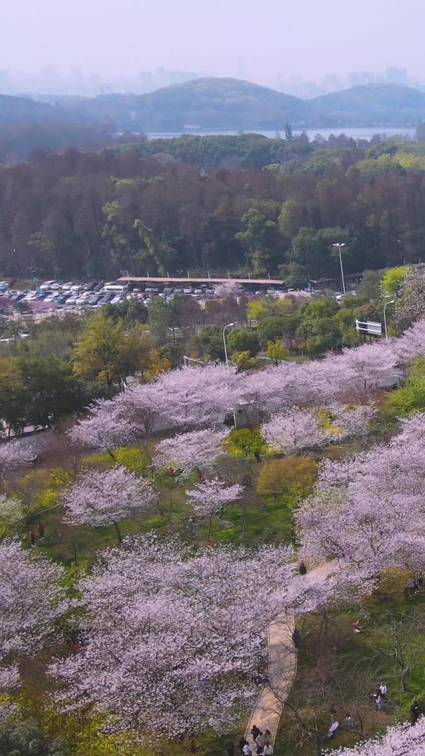 武汉东湖樱园春花盛开的浪漫樱花全景素材视频的预览图