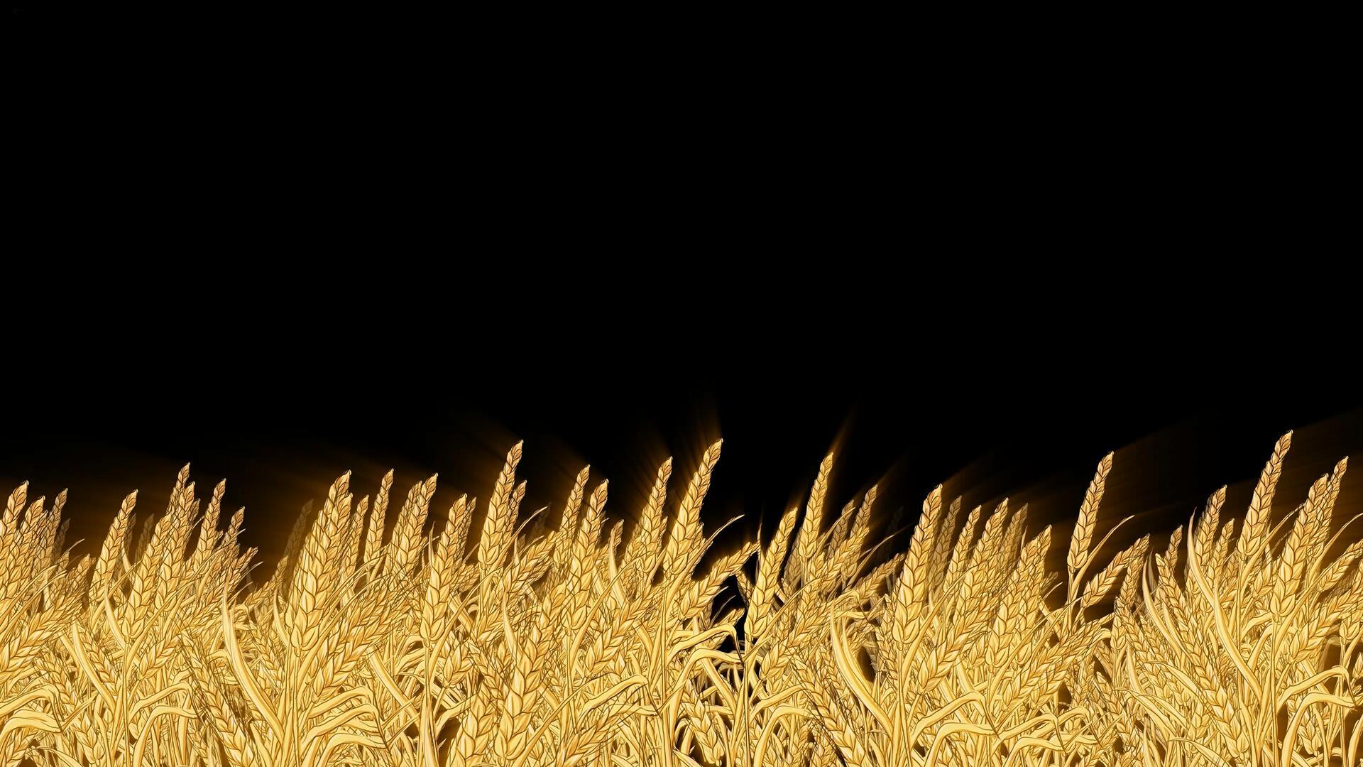4k金色麦穗元素向前视频的预览图