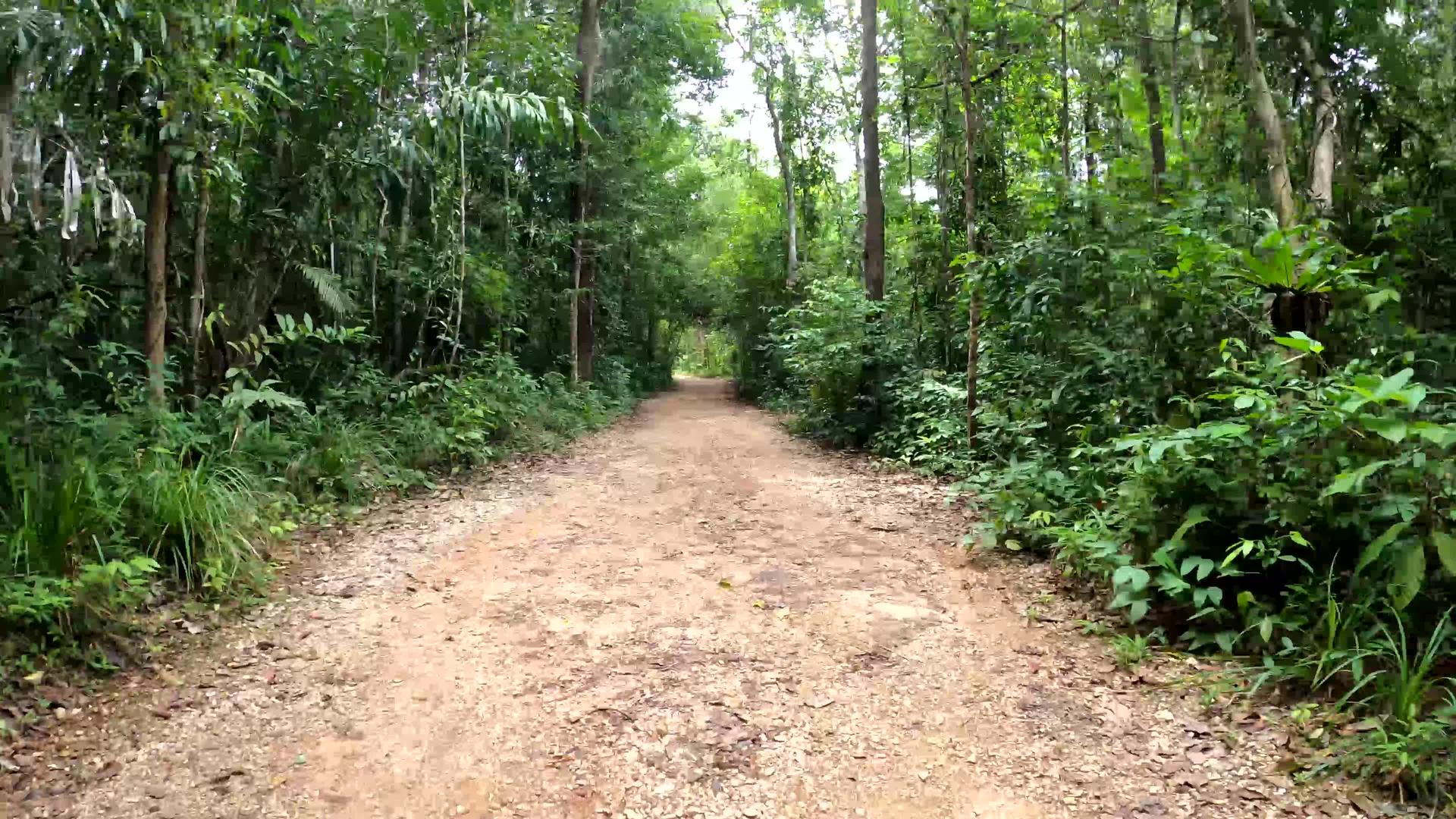 在森林里徒步旅行视频的预览图