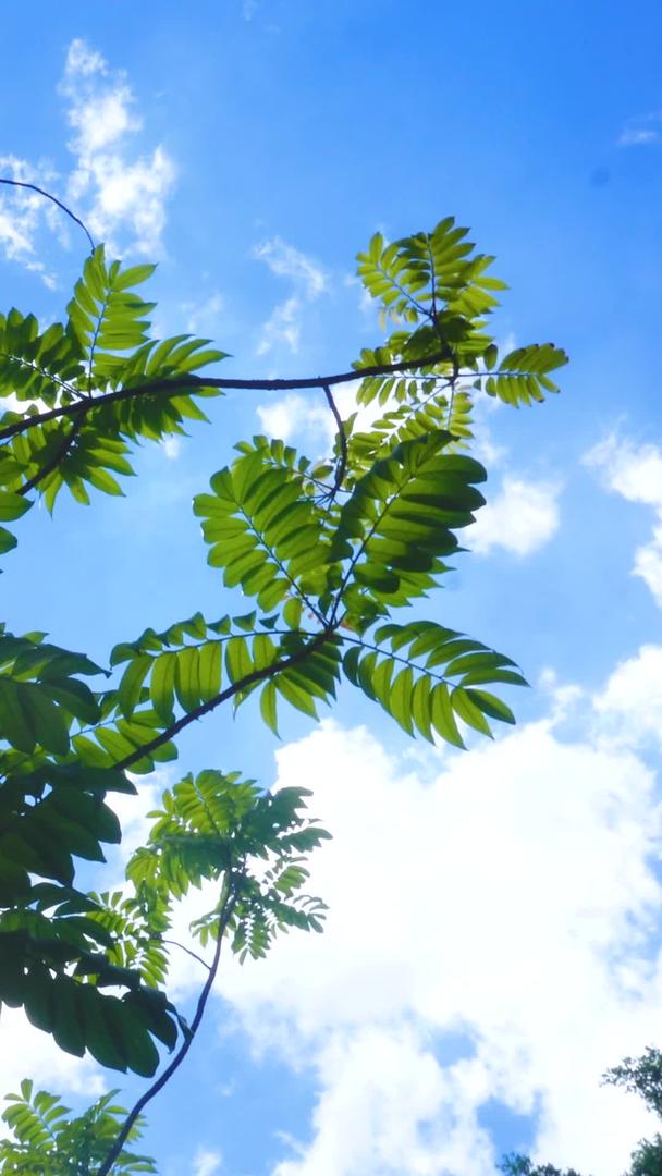 蓝天阳光透射绿叶树叶视频的预览图