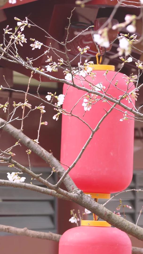 春花期古建筑红灯笼白樱花素材视频的预览图
