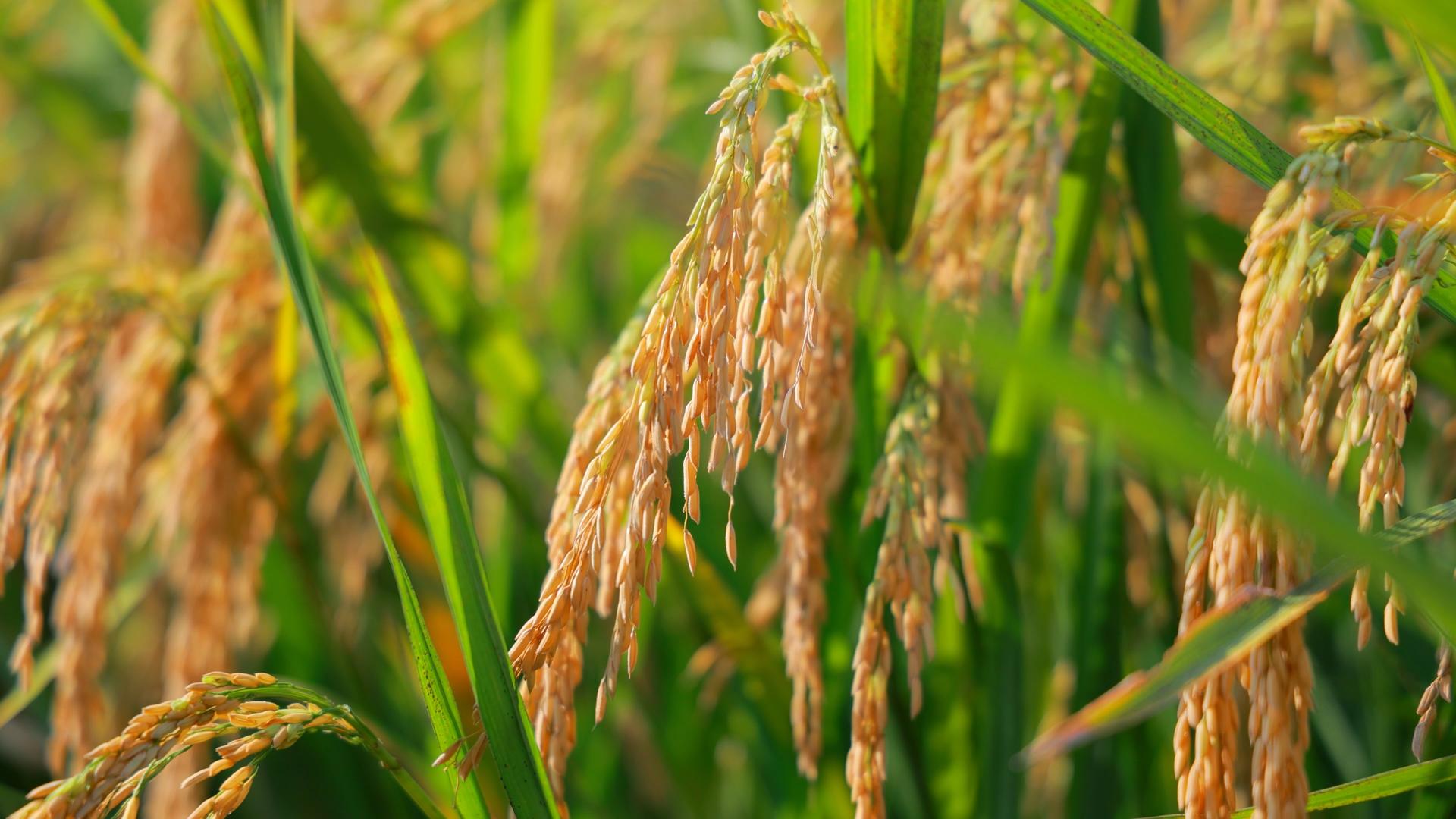 成熟的稻谷特写视频素材4K实拍农田视频的预览图