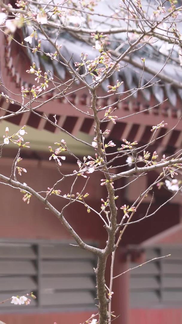 春花期古建筑红灯笼白樱花素材视频的预览图