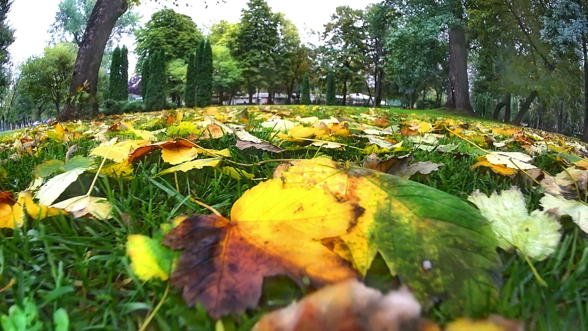 秋天在草地上移动视频的预览图