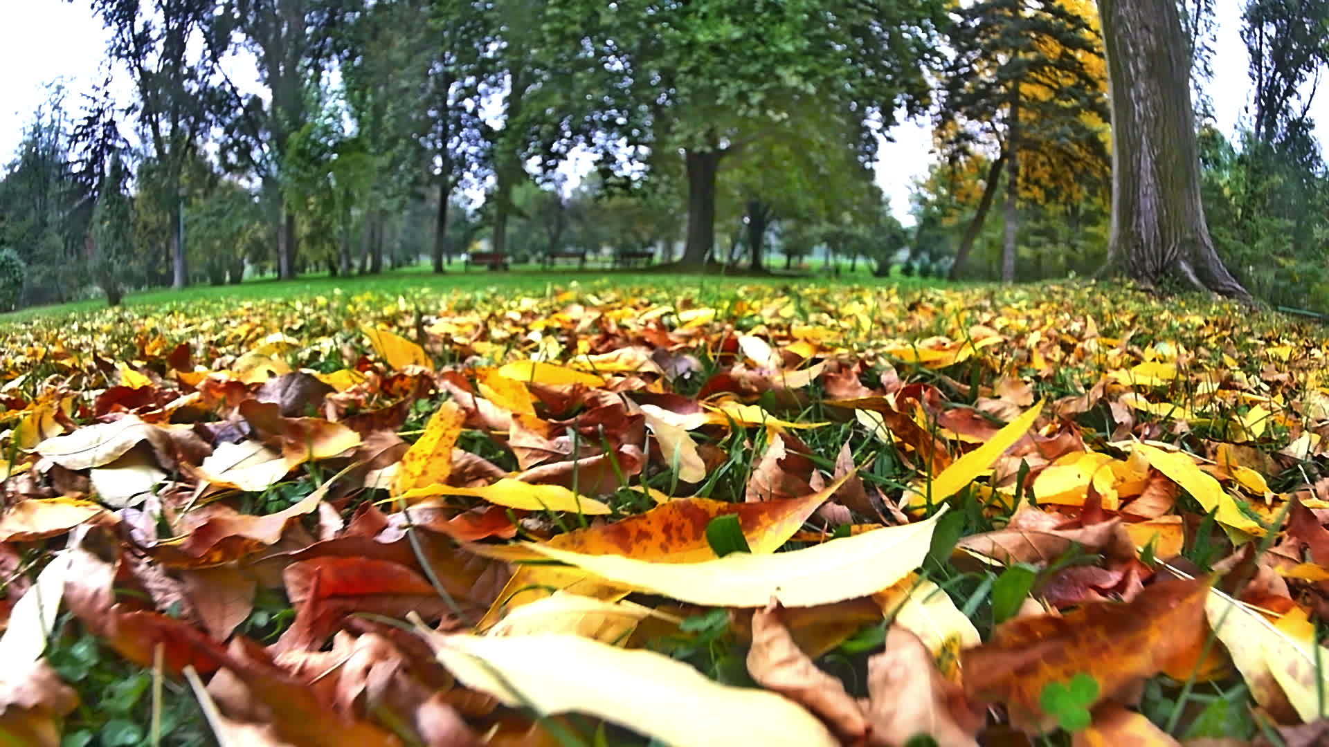 秋天在草地上移动视频的预览图