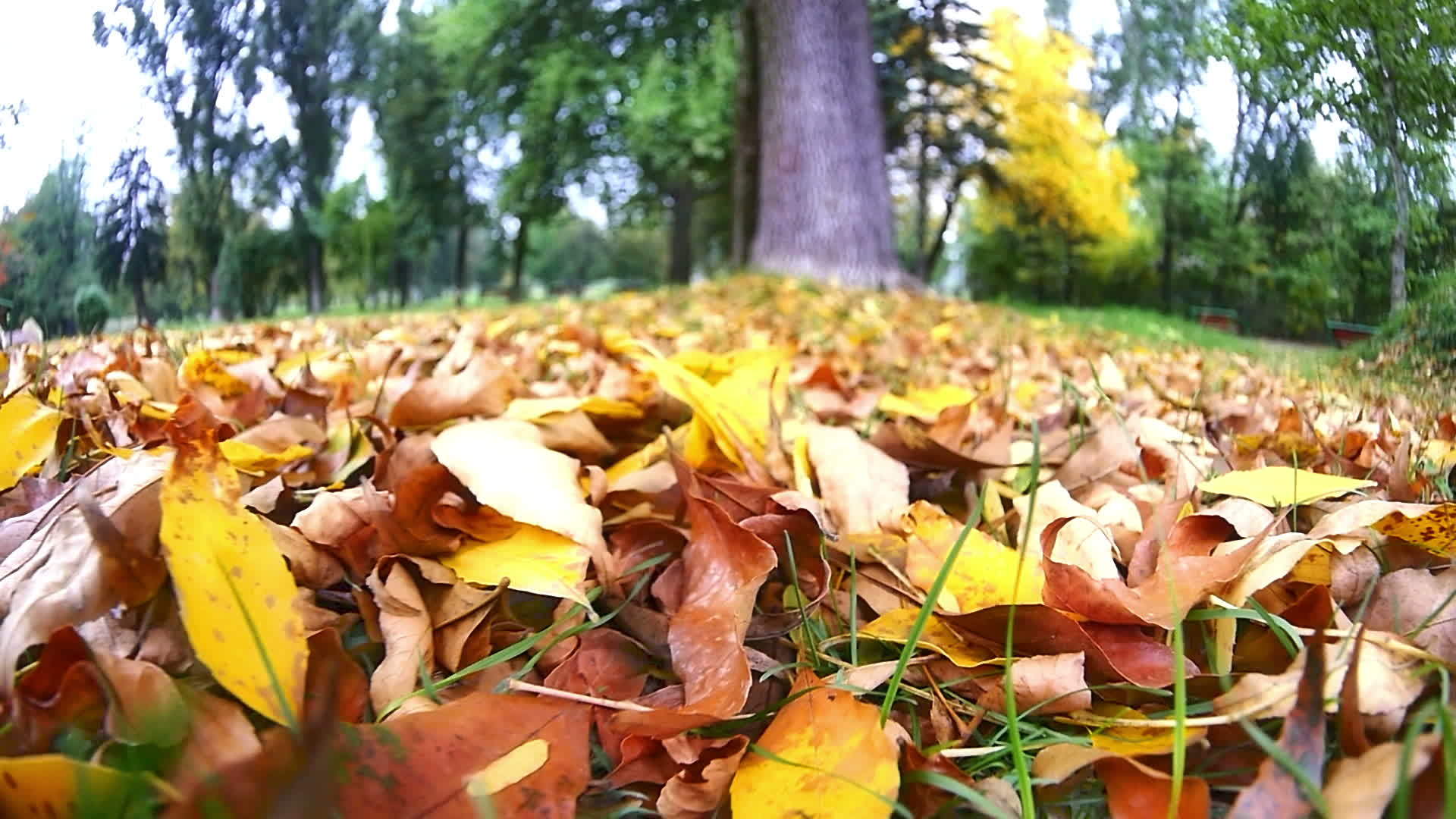 秋天草地落叶视频的预览图